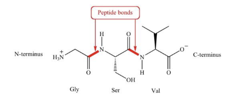 Why is Protein so important?